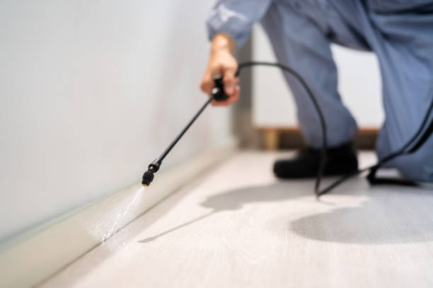 Best Wasp Removal Services  in Belleair Bluffs, FL