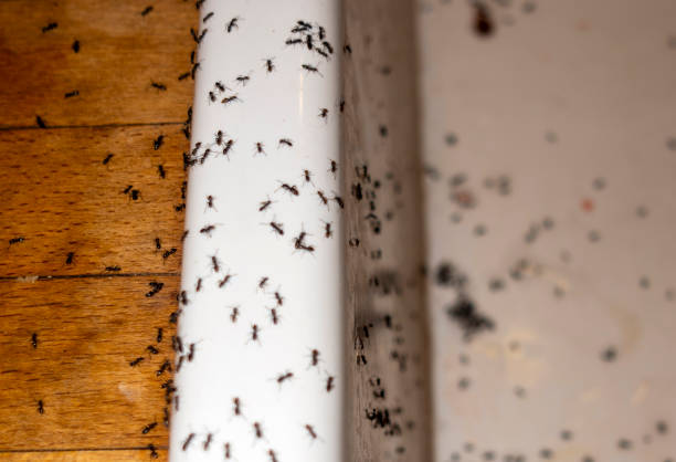 Wildlife Control Services in Belleair Bluffs, FL