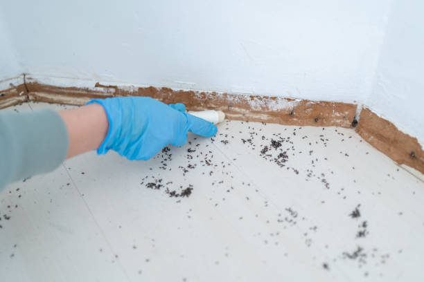 Best Exterminator Services  in Belleair Bluffs, FL